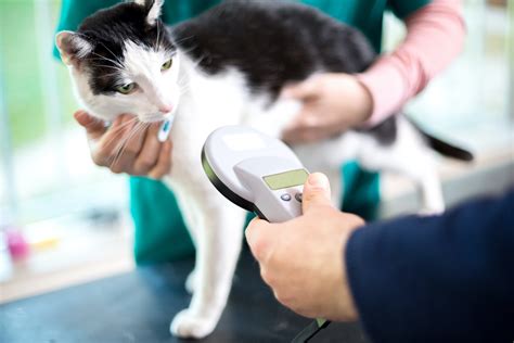 how to check for an rfid chip on a cat|find my pet microchip.